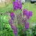 Коровяк ВИОЛЕТТА (вербаскум) в Колодищи