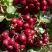 Рябина ГРАНАТНАЯ сладкоплодная в Колодищи