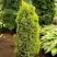 Можжевельник ГОЛД КОН обыкновенный в Колодищи