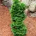 Туя СПИРАЛИС МИНИ западная в Колодищи