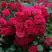 Роза РАДОСТЬ САДОВНИКА (ГАРТЕН ФРОЙДЕ) почвопокровная в Колодищи