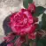 Роза ФАЙЕР ВОРКС миниатюрная в Колодищи