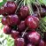 Черешня СИЛЬВИЯ колоновидная в Колодищи