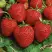 Клубника КОРОНА в Колодищи