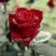 Роза ТАБУ чайно-гибридная в Колодищи