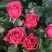 Роза ЛАВ ЛЕТТЕР флорибунда в Колодищи