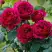 Роза КЕЙТ английская в Колодищи