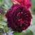 Роза МАНСТЕД ВУД английская в Колодищи