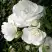 Роза АЙСБЕРГ флорибунда в Колодищи