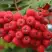 Рябина АЛАЯ КРУПНАЯ сладкоплодная в Колодищи