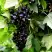 Смородина чёрная БЕЛОРУССКАЯ СЛАДКАЯ в Колодищи