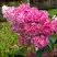 Гортензия МЕГА МИНДИ метельчатая в Колодищи