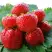 Клубника ВИМА ЗАНТА в Колодищи
