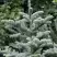 Пихта благородная в Колодищи