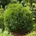 Туя ТИНИ ТИМ западная в Колодищи