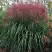 Мискантус МАЛЕПАРТУС китайский  в Колодищи