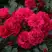 Роза РАДОСТЬ САДОВНИКА (ГАРТЕН ФРОЙДЕ) почвопокровная в Колодищи