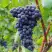 Виноград МУКУЗАНИ в Колодищи