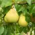 Груша ВЕЛИКАЯ ЛЕТНЯЯ (БОЛЬШАЯ ЛЕТНЯЯ) в Колодищи