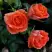 Роза ОРАНЖ ДЖЕВЕЛ миниатюрная в Колодищи