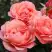 Роза КОРАЛ ЛИОНС РОУЗ флорибунда в Колодищи