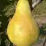 Груша КОНКОРД в Колодищи