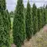 Туя ДЕГРУТ СПАЙР западная в Колодищи