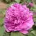 Пион ОРНАМЕНТ древовидный в Колодищи