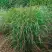 Просо РЕБРАУН прутьевидное в Колодищи