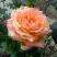 Роза ЭЛЬДОРАДО чайно-гибридная в Колодищи