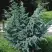 Можжевельник БЛЮ АЛЬПС китайский  в Колодищи