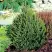 Ель КОМПАКТА обыкновенная в Колодищи