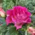 Роза БРЕРА флорибунда в Колодищи