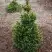 Ель ВИЛС ЦВЕРГ обыкновенная в Колодищи
