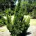 Можжевельник КАЙЗУКА китайский в Колодищи