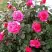 Роза МАЛИНОВЫЙ ЗВОН чайно-гибридная в Колодищи