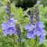Вероника РОЯЛ БЛЮ большая в Колодищи
