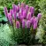 Лиатрис РОЗЕА колосковая в Колодищи