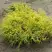 Кипарисовик ГОЛДЕН МОП горохоплодный в Колодищи