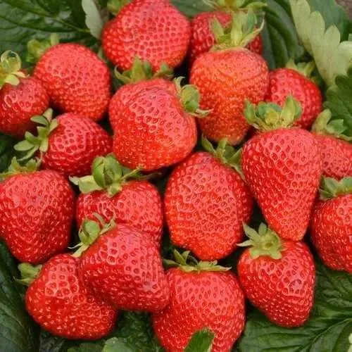 Клубника САН АНДРЕАС ремонтантная  Клубника САН АНДРЕАС ремонтантная в Колодищи