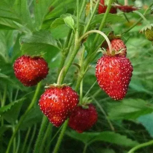 Земляника АЛЬПИЙСКАЯ  Земляника АЛЬПИЙСКАЯ в Колодищи