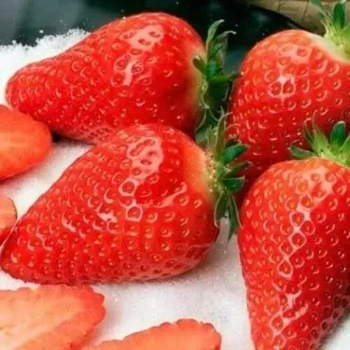 Клубника АЛЬБА  Клубника АЛЬБА в Колодищи