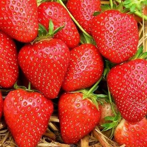 Клубника КВИКИ  Клубника КВИКИ в Колодищи