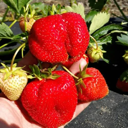 Клубника АПРИКА  Клубника АПРИКА в Колодищи