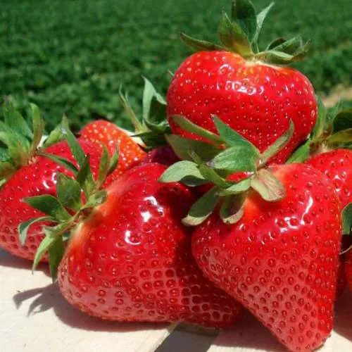 Клубника ДЖОЛИ  Клубника ДЖОЛИ в Колодищи