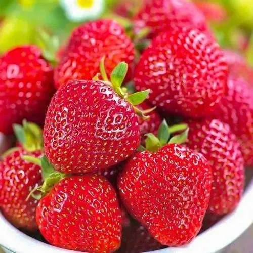 Клубника СИЛЬВИЯ  Клубника СИЛЬВИЯ в Колодищи