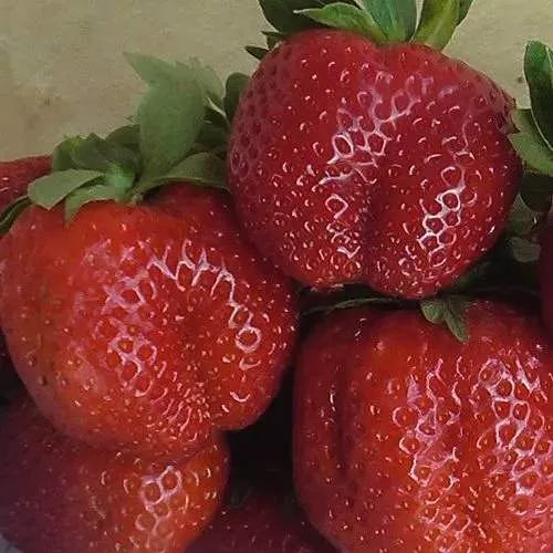 Клубника ДЕСТЕНИ  Клубника ДЕСТЕНИ в Колодищи