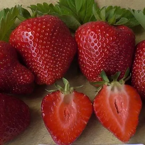 Клубника САНДРА  Клубника САНДРА в Колодищи