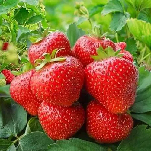 Клубника КИМБЕРЛИ  Клубника КИМБЕРЛИ в Колодищи