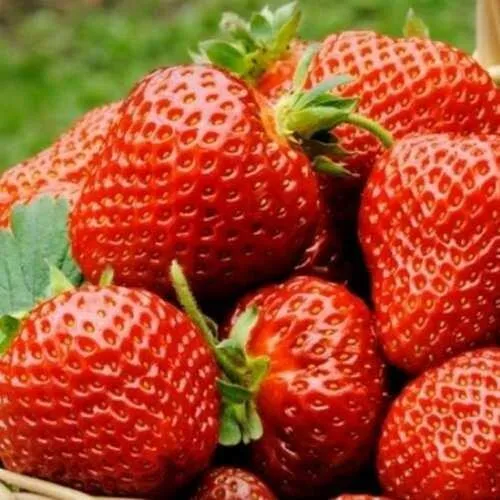 Клубника ФЛОРЕНС  Клубника ФЛОРЕНС в Колодищи